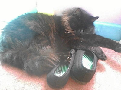 Zorro die kat is weg